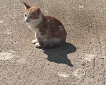 Кошки в других городах Московской области: Котята ищут дом живут на улице Девочка, Бесплатно - фото 3