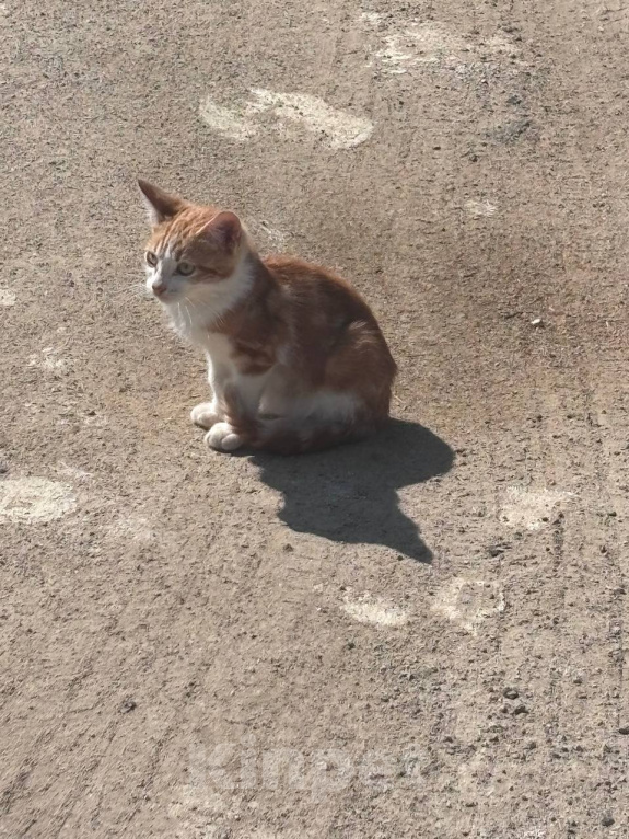 Кошки в других городах Московской области: Котята ищут дом живут на улице Девочка, Бесплатно - фото 3