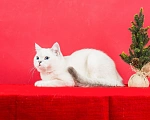 Кошки в Миассе: Котик в брид Мальчик, 50 000 руб. - фото 7