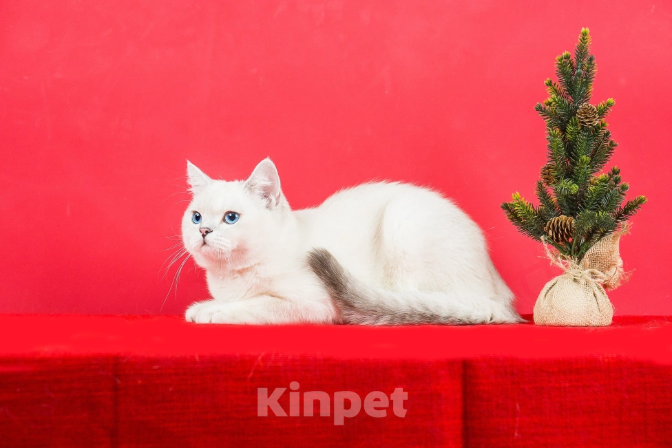 Кошки в Миассе: Котик в брид Мальчик, 50 000 руб. - фото 7