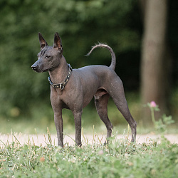 Ксолоитцкуинтли