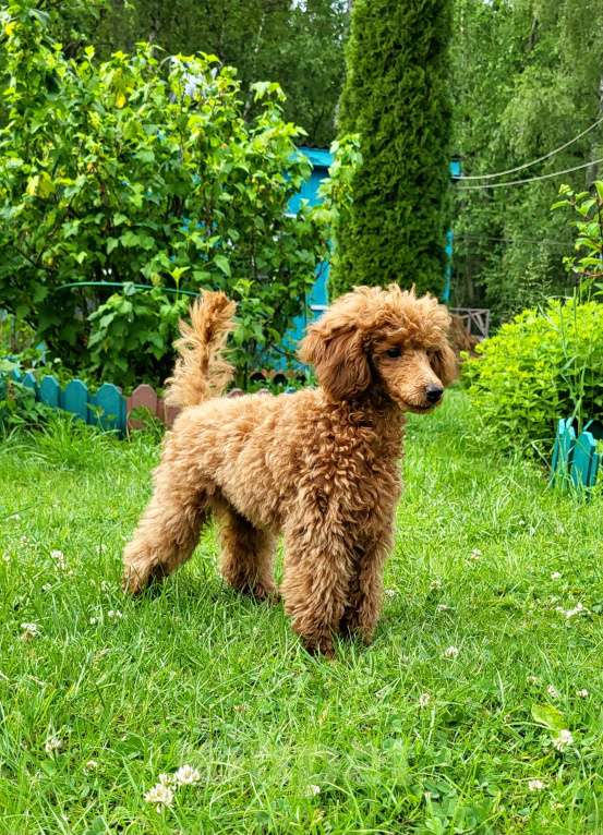 Собаки в Москве: Щенок Пуделя Мальчик, 150 000 руб. - фото 2