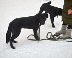 Собаки в Москве: Щенок метис черного лабрадора Балу в дар Мальчик, Бесплатно - фото 2