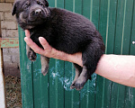 Собаки в Новошахтинске: Щенки восточноевропейской овчарки, 1 руб. - фото 2