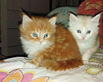 Кошки в Касимове: Мейн-кун котики, 15 000 руб. - фото 7