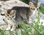 Кошки в Подольске: Отдам котят в добрые руки Мальчик, Бесплатно - фото 2