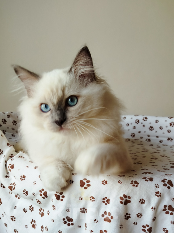 Кошки в Москве: Котик котёнок рэгдолл Мальчик, 60 000 руб. - фото 1