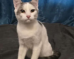 Кошки в Москве: Кошечка 8 месяцев Девочка, 150 руб. - фото 7