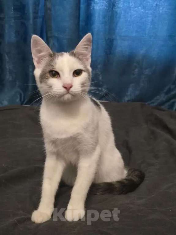 Кошки в Москве: Кошечка 8 месяцев Девочка, 150 руб. - фото 7