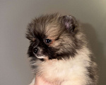 Собаки в Москве: МИНИ ПОМЕРАНСКИЙ ШПИЦ Девочка, 65 000 руб. - фото 2