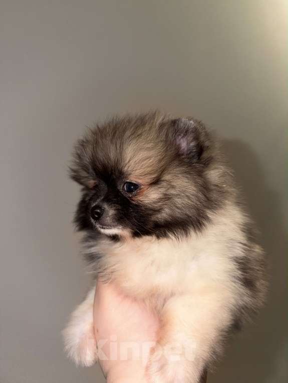 Собаки в Москве: МИНИ ПОМЕРАНСКИЙ ШПИЦ Девочка, 65 000 руб. - фото 2