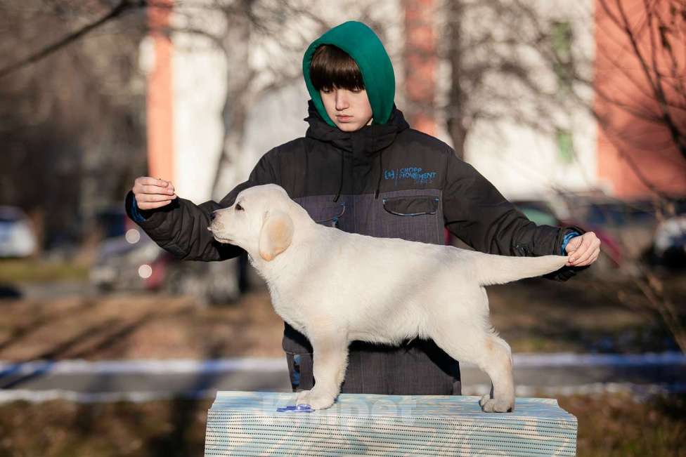 Собаки в Челябинске: Щенок лабрадора  Мальчик, 60 000 руб. - фото 3