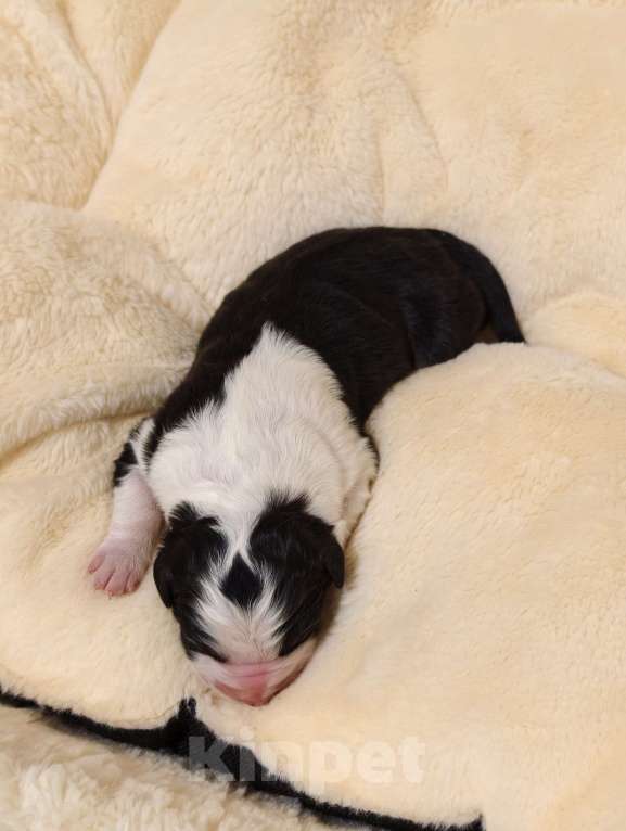 Собаки в Солнечногорске: Щенки австралийской овчарки / аусси Девочка, 55 000 руб. - фото 1