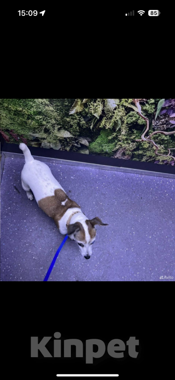 Собаки в Москве: Отдам в добрые руки джек-рассел-терьера, взрослая собака,девочка  Девочка, Бесплатно - фото 4