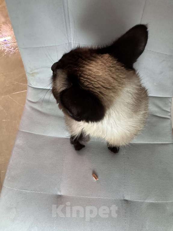 Кошки в Иркутске: Отдам кошку в добрые руки Девочка, 1 руб. - фото 3