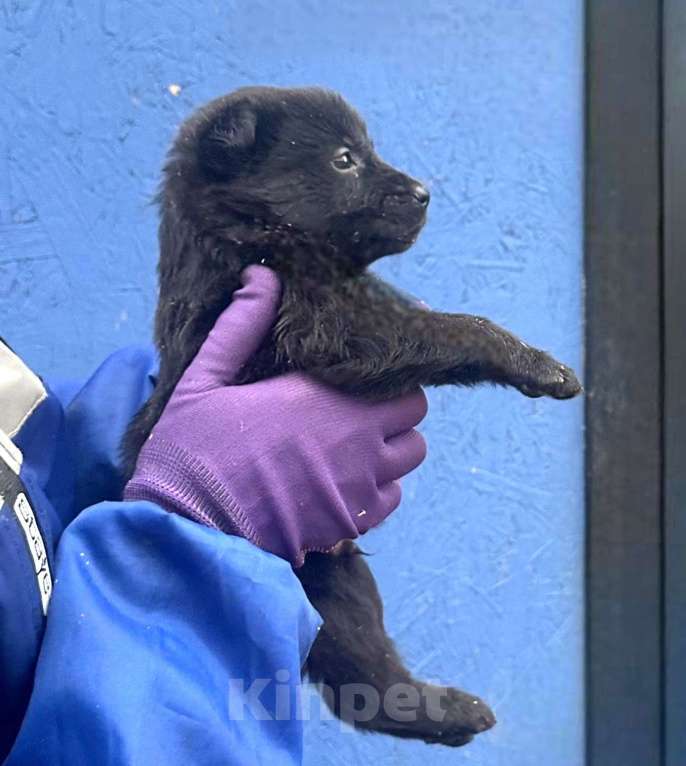Собаки в Москве: Малышам нужен дом Мальчик, Бесплатно - фото 1