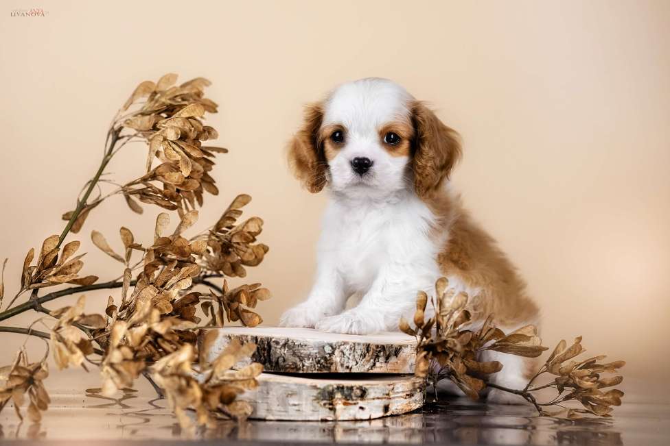 Собаки в Ярославле: Ласковый мальчишка Мальчик, 60 000 руб. - фото 2