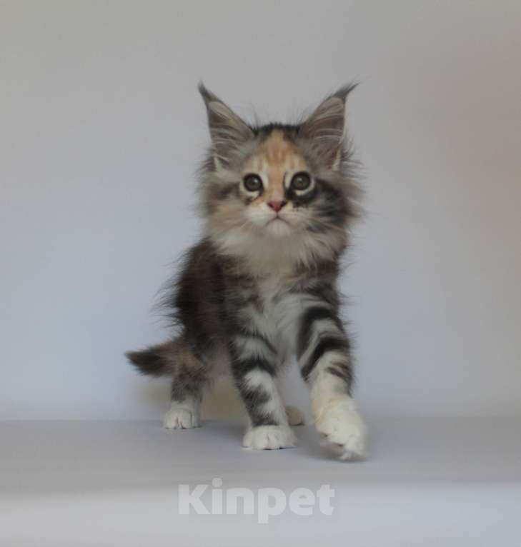 Кошки в Екатеринбурге: Деметра. Девочка. Мейн-кун Девочка, 35 000 руб. - фото 3