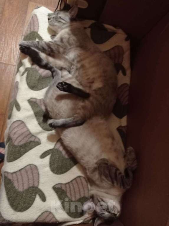 Кошки в Одинцово:  Котёнок Семён в добрые руки Мальчик, Бесплатно - фото 4