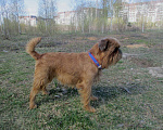 Собаки в Пскове: Щенок пти брабансон Мальчик, 45 000 руб. - фото 5