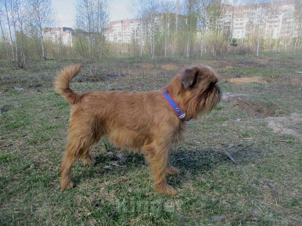 Собаки в Пскове: Щенок пти брабансон Мальчик, 45 000 руб. - фото 5
