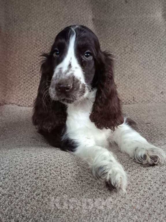 Собаки в Зеленограде: Английский кокер спаниель щенки Мальчик, 80 000 руб. - фото 2