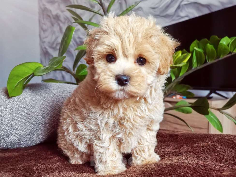 Собаки в Самаре: Девочка  Девочка, 140 000 руб. - фото 4