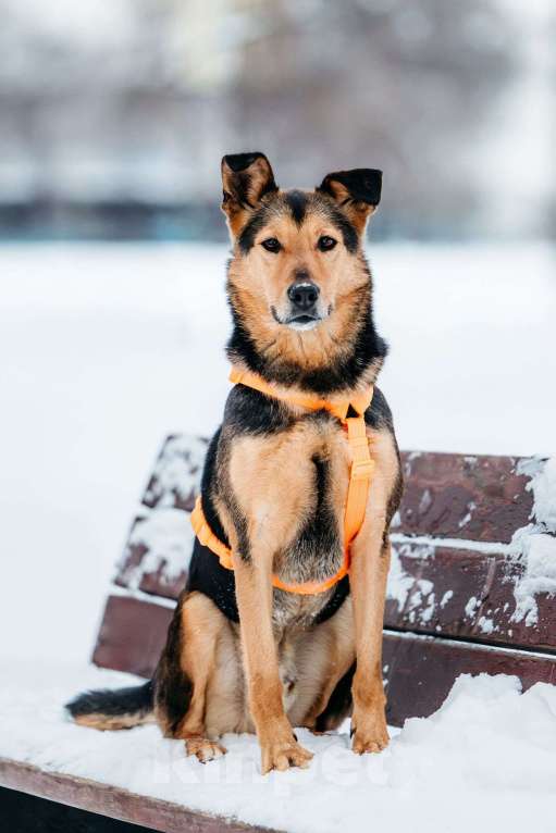 Собаки в Москве: Шабака ищет дом Мальчик, Бесплатно - фото 3