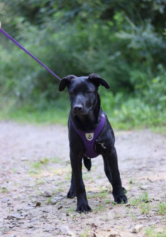 Собаки в Москве: Ханне нужен дом  Девочка, Бесплатно - фото 3