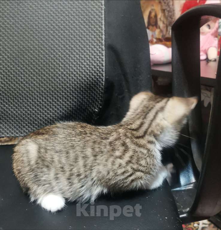 Кошки в Тольятти: Маленький львёнок Девочка, Бесплатно - фото 2