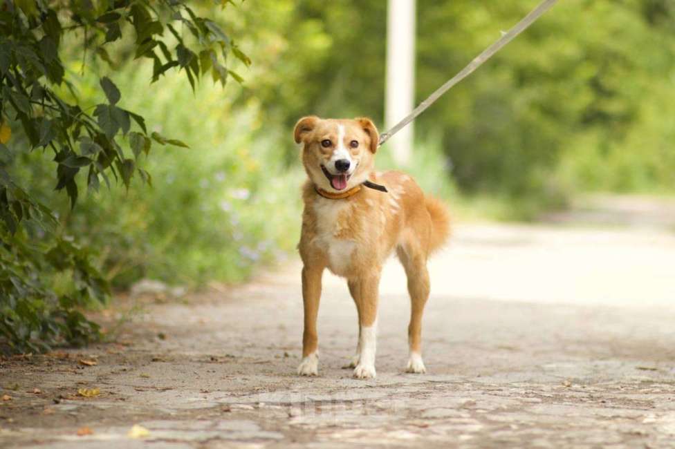Собаки в Москве: Собачка Ася ищет дом!  Девочка, Бесплатно - фото 3
