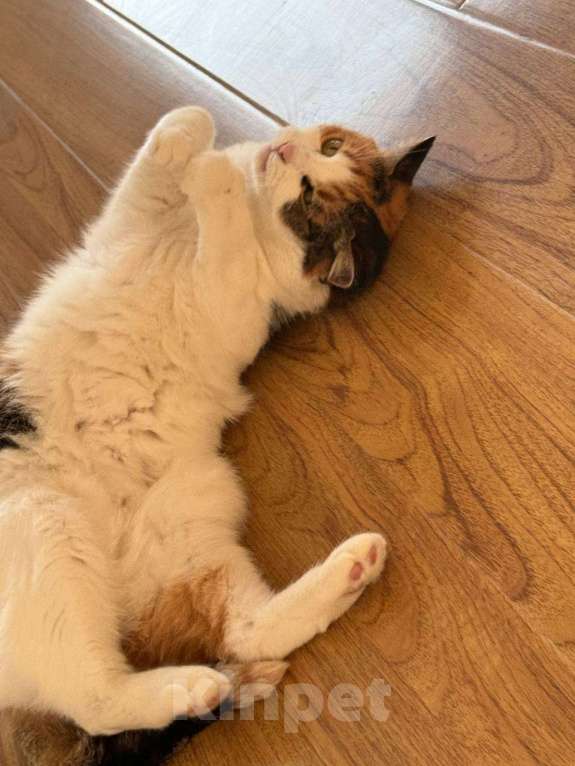 Кошки в других городах Московской области: Кошка Анфиса, примерно 3 года Девочка, Бесплатно - фото 7