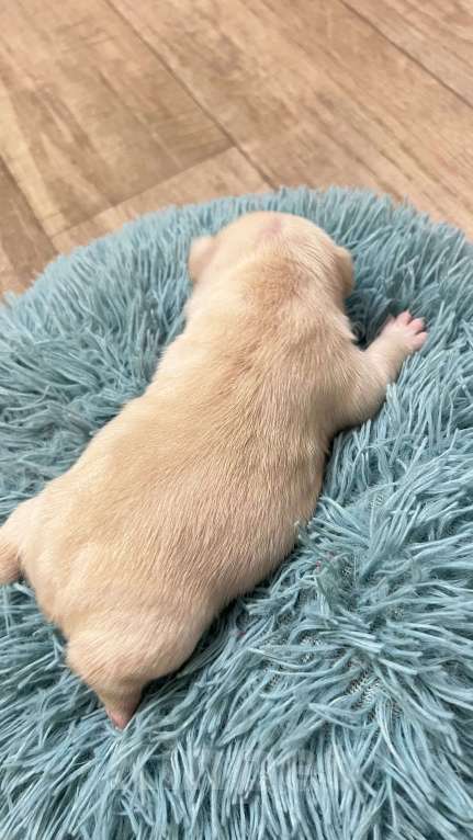 Собаки в Нижнем Новгороде: Резерв щенков породы французский бульдог. Мальчик, 30 000 руб. - фото 3