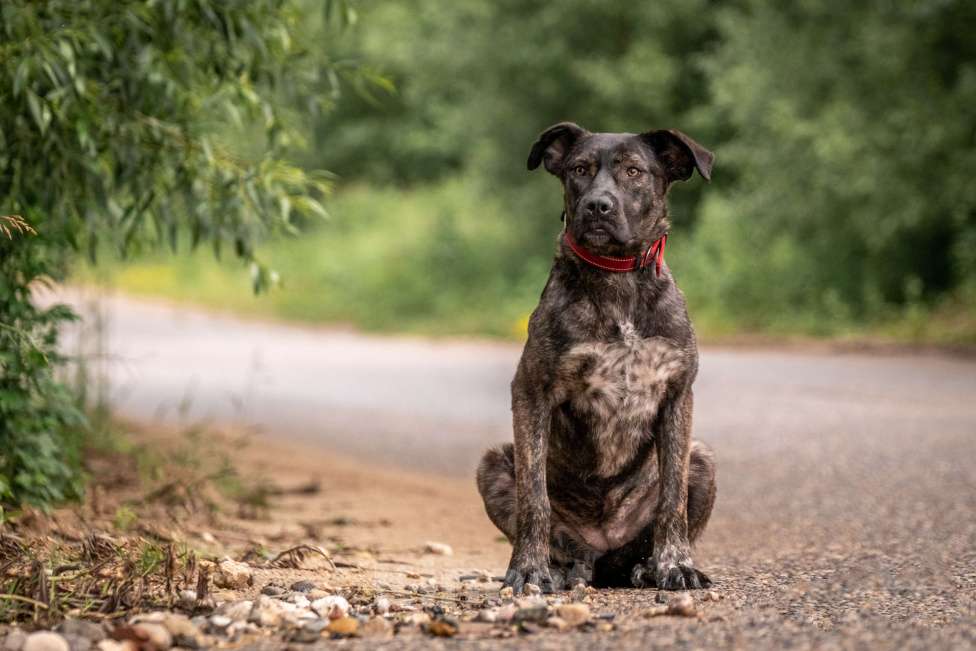 Собаки в других городах Владимирской области: Помесь аланской породы в добрые руки Девочка, Бесплатно - фото 4