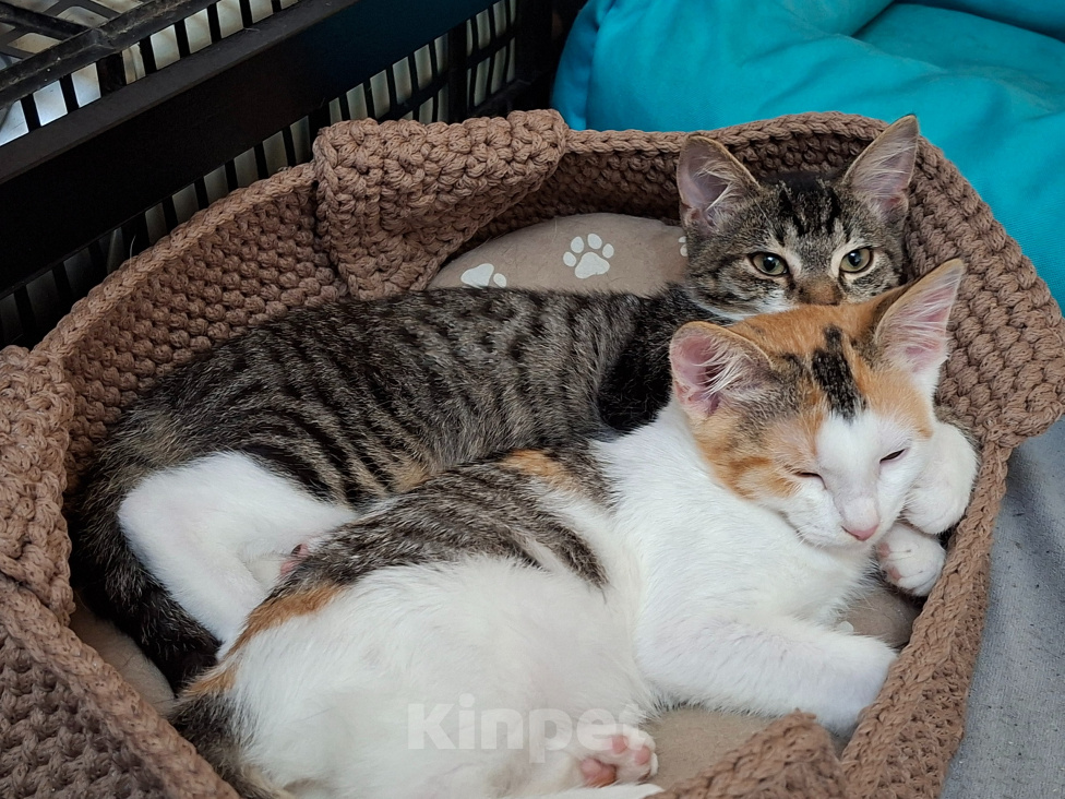 Кошки в Санкт-Петербурге: Котёнок-мальчик в полосатом плаще. 4 мес. Мальчик, Бесплатно - фото 2