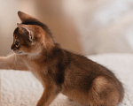 Кошки в Орле: Абиссинские котята Девочка, 25 000 руб. - фото 8