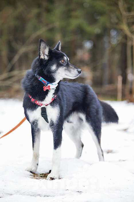 Собаки в Москве: Молодой домашний пес Медор, метис лайки в добрые руки Мальчик, 10 руб. - фото 4