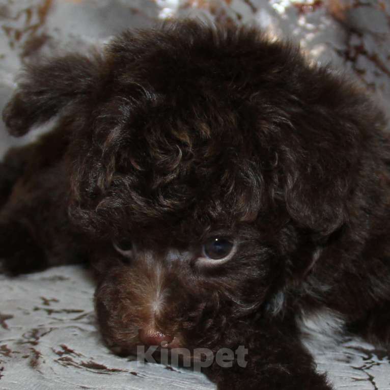 Собаки в Санкт-Петербурге: Той-пудель щенок Мальчик, 80 000 руб. - фото 6