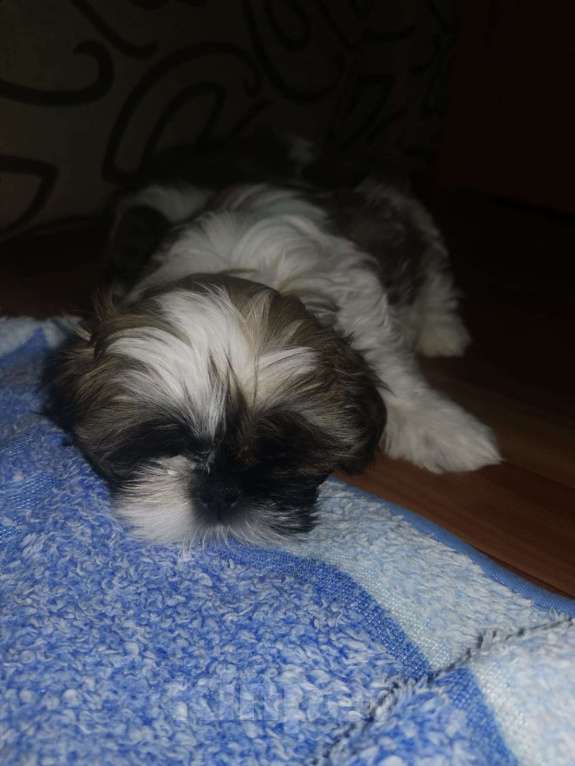 Собаки в Москве: Бонита Девочка, 50 000 руб. - фото 1