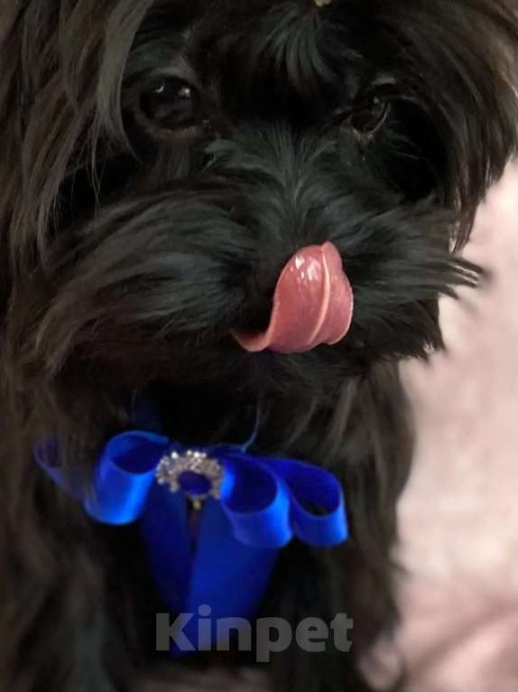 Собаки в Москве: Цветной йорк мальчик Мальчик, 25 000 руб. - фото 2