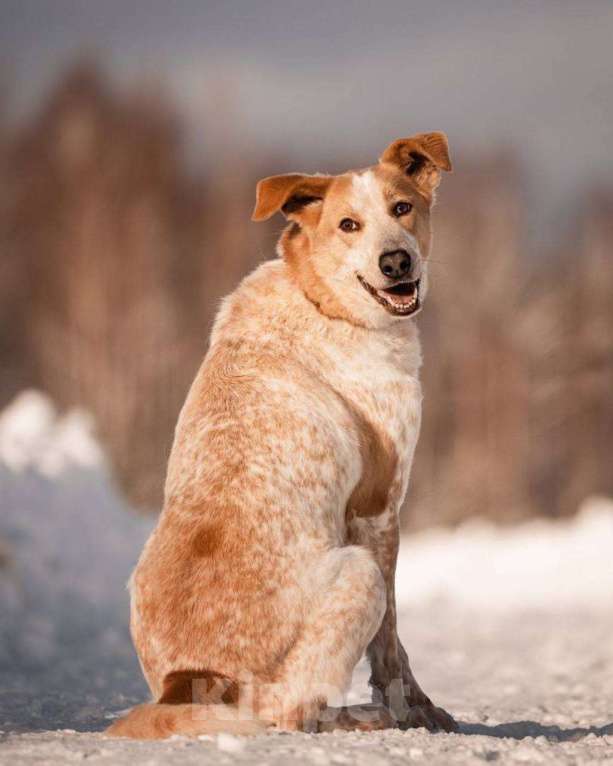 Собаки в других городах Московской области: Привет, я Сильвестр :) Мальчик, Бесплатно - фото 4