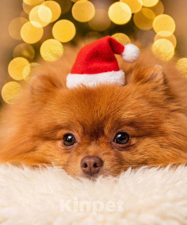 Собаки в Екатеринбурге: Вязка померанского шпица Мальчик, Бесплатно - фото 4