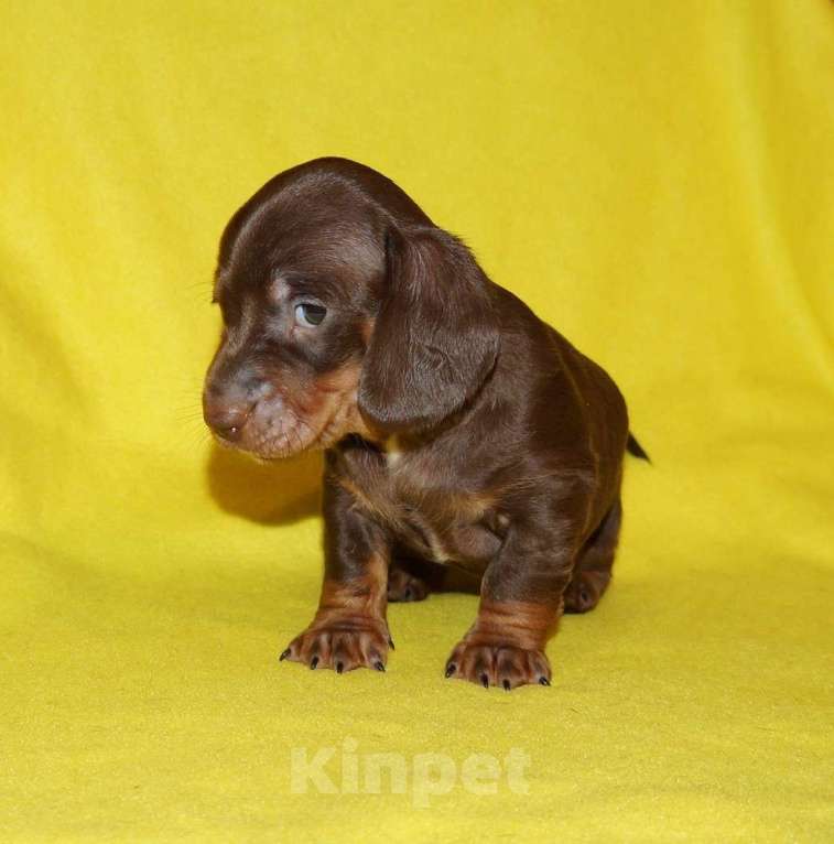 Собаки в Иваново: Такса стандартная г-ш. РКФ Мальчик, Бесплатно - фото 2