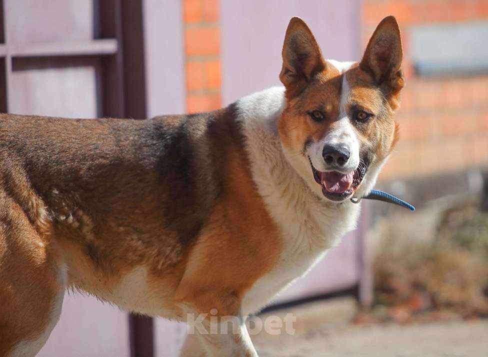 Собаки в Москве: Умный и сильный пес Арон в добрые руки Мальчик, Бесплатно - фото 6