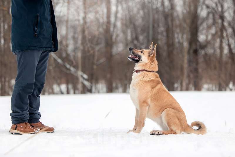 Собаки в Москве: Ласковая, послушная и добрая Уна в добрые руки Девочка, Бесплатно - фото 4