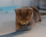 Кошки в Химках: Малышка ищет семью Девочка, Бесплатно - фото 6