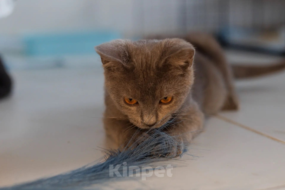 Кошки в Химках: Малышка ищет семью Девочка, Бесплатно - фото 6