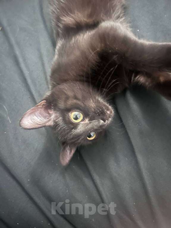 Кошки в Иркутске: Кошечка в добрые руки Девочка, Бесплатно - фото 1