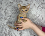 Кошки в Тольятти: Котята  Мальчик, Бесплатно - фото 1