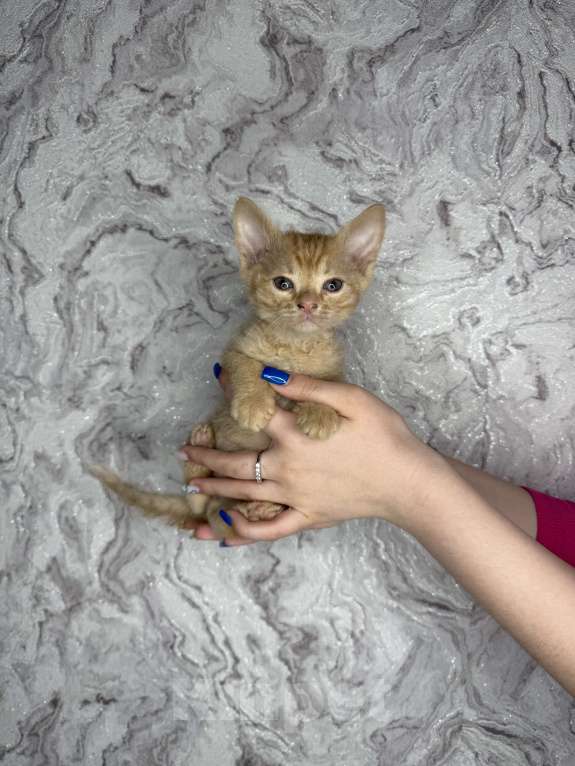 Кошки в Тольятти: Котята  Мальчик, Бесплатно - фото 1
